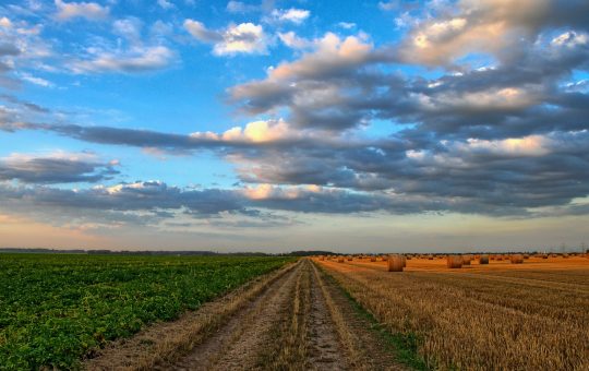 Nawożenie – ważny zabieg agrotechniczny